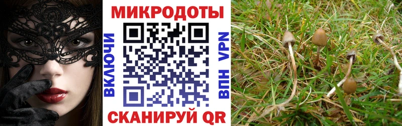 Псилоцибиновые грибы прущие грибы  Апшеронск 